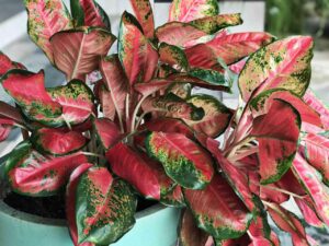 Aglaonema evergreen