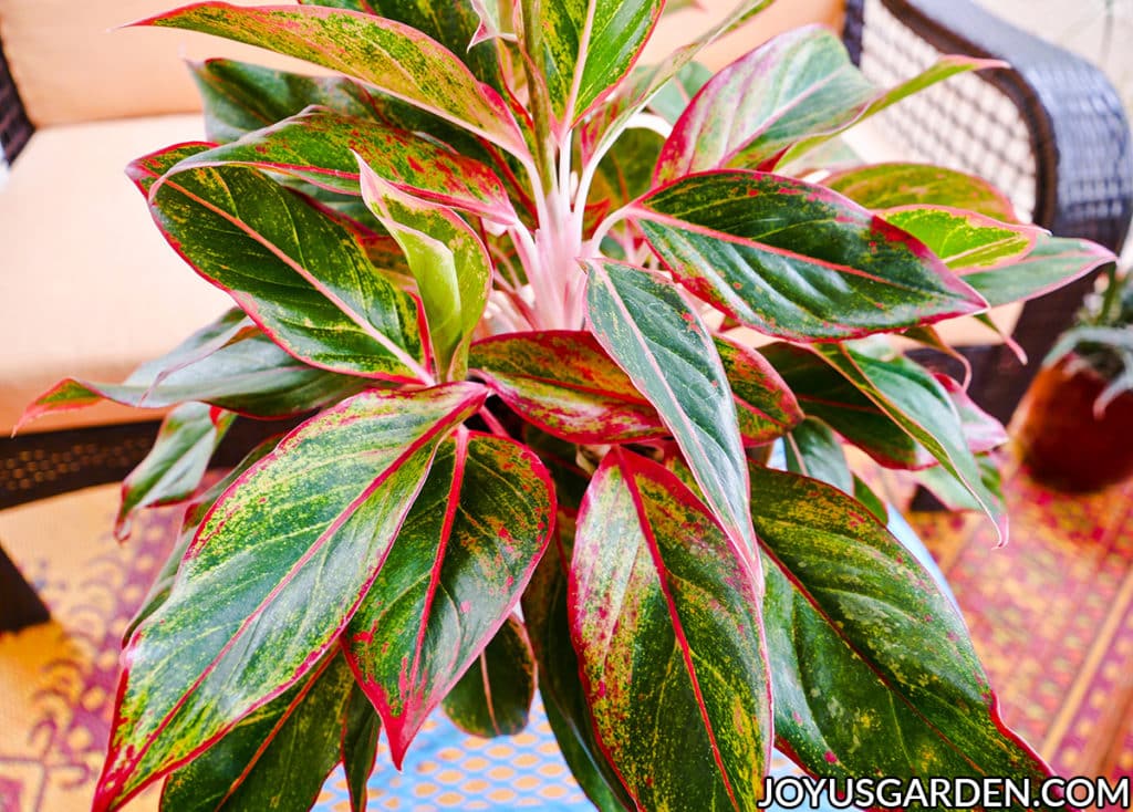 Aglaonema chinese evergreen costatum variegated houseplants care growing grow var variabilis foliage